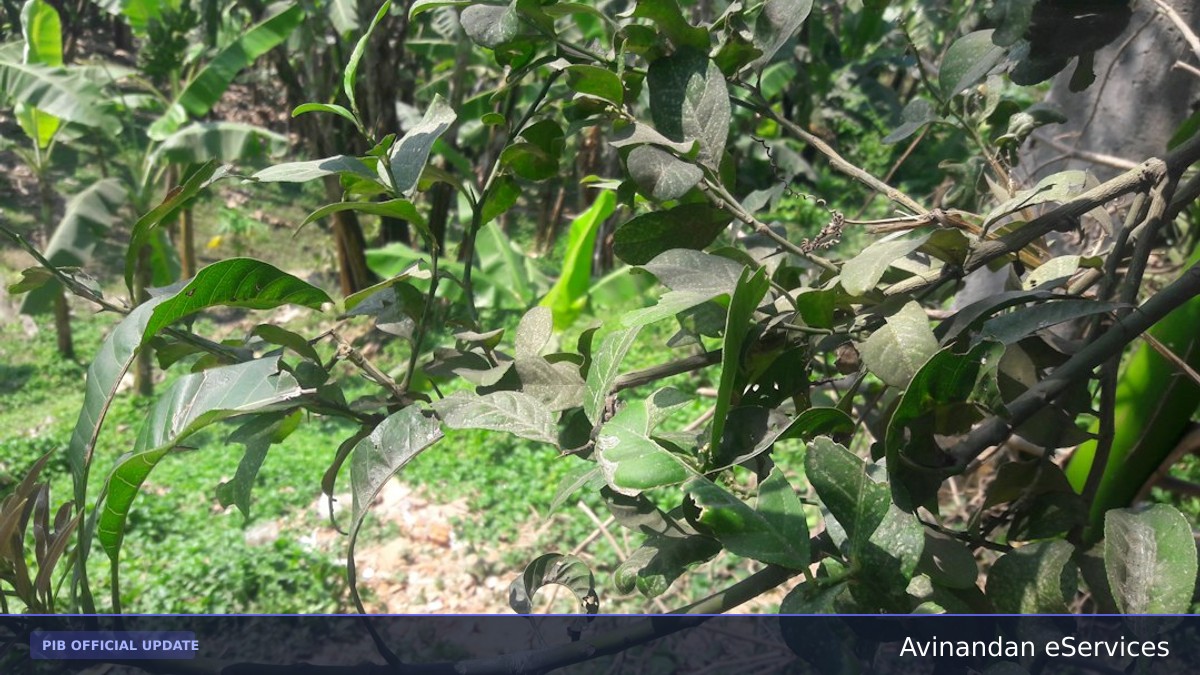 AIIA and 132 ECO Task Force Partner for Massive Ashwagandha Plantation & Research Drive in Aravalli Landscape