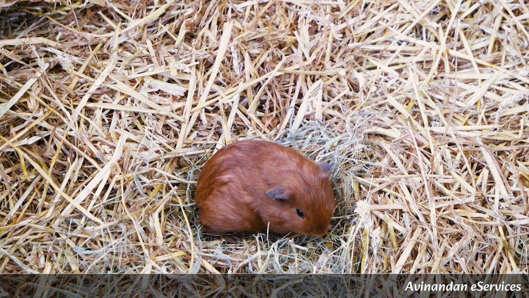 Why Do Wombats Have Cube-Shaped Poop?: Arjun and Zara Get the Scoop!