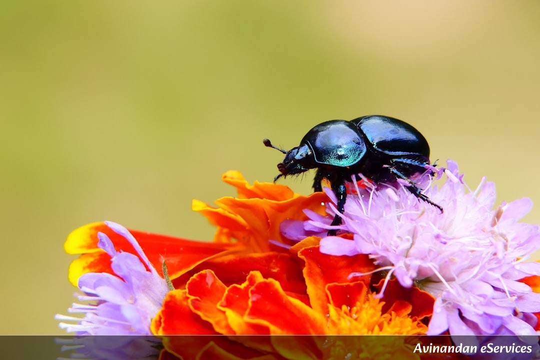 How Can a Beetle Shoot Boiling Chemicals?: Samir and Priya Investigate
