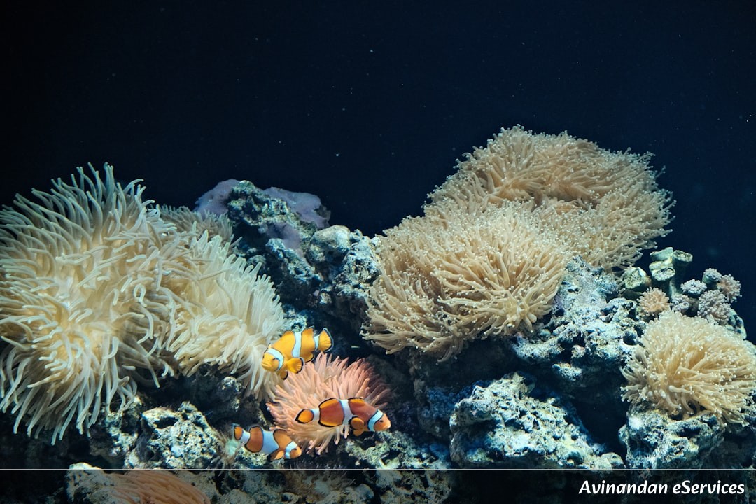 How Did a Sea Sponge Inspire Super-Fast Internet?: Kabir and Ananya Discover