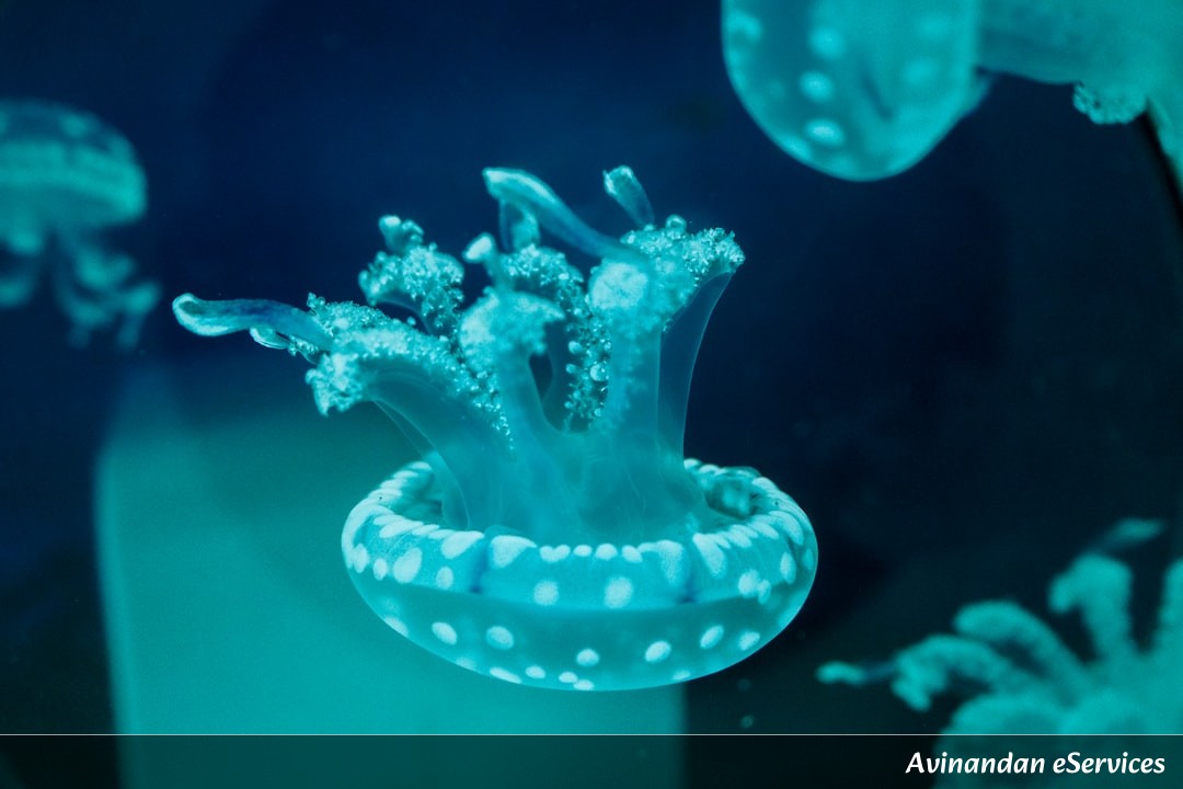 Can Lizards Breathe Underwater with a Bubble?: Aarav and Saanvi Investigate!
