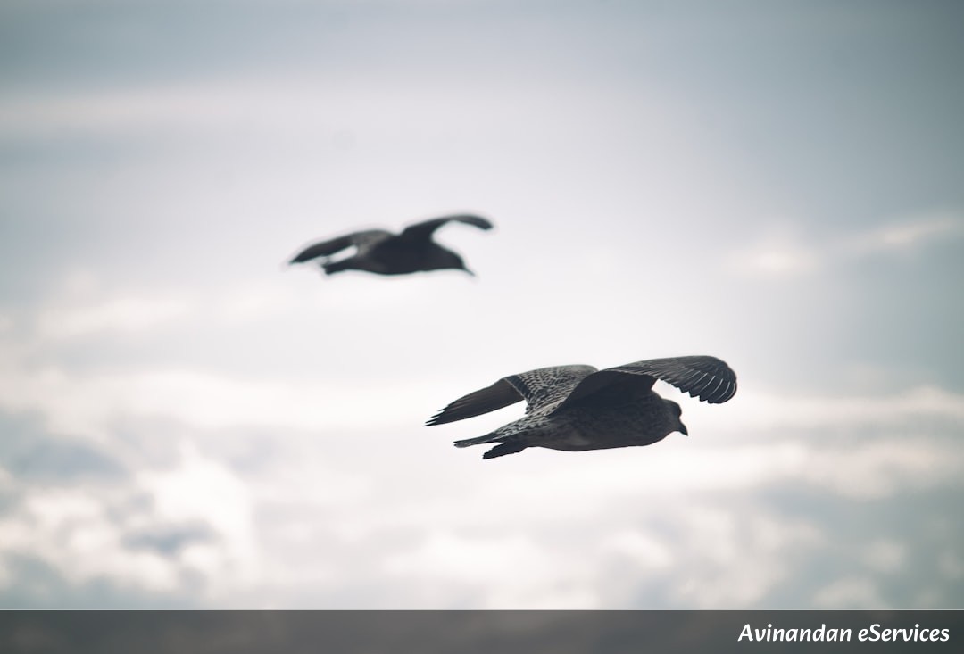 Why Were the First Air Travelers a Sheep, a Duck, and a Rooster?: A Science Chat with Kabir and Isha