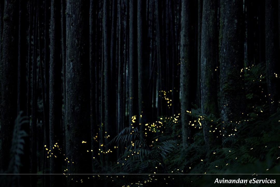 How Do Thousands of Fireflies Flash in Sync?: A Science Chat with Aarav and Priya