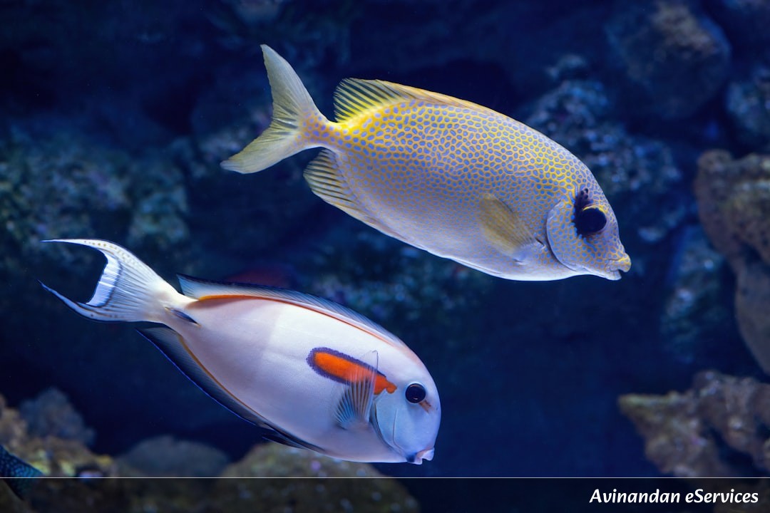 How Can a Fish Be a Sharpshooter?: Kabir and Saanvi Investigate the Archerfish