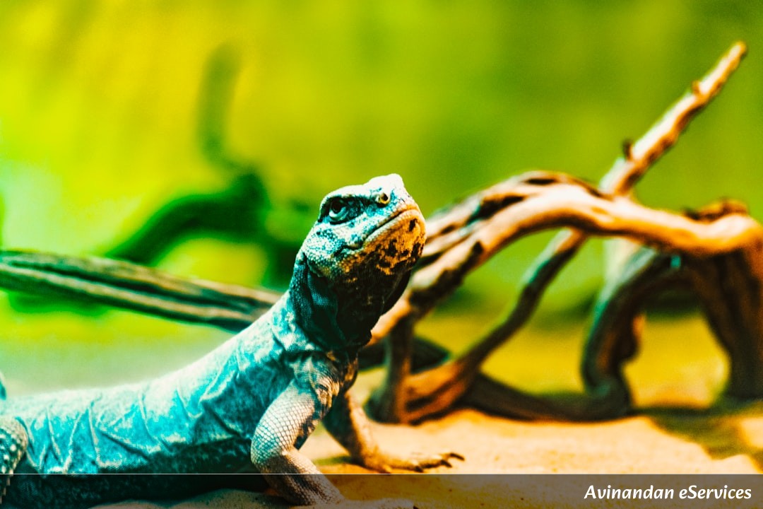 How Do Chameleons REALLY Change Color?: A Science Chat with Aarav and Saanvi