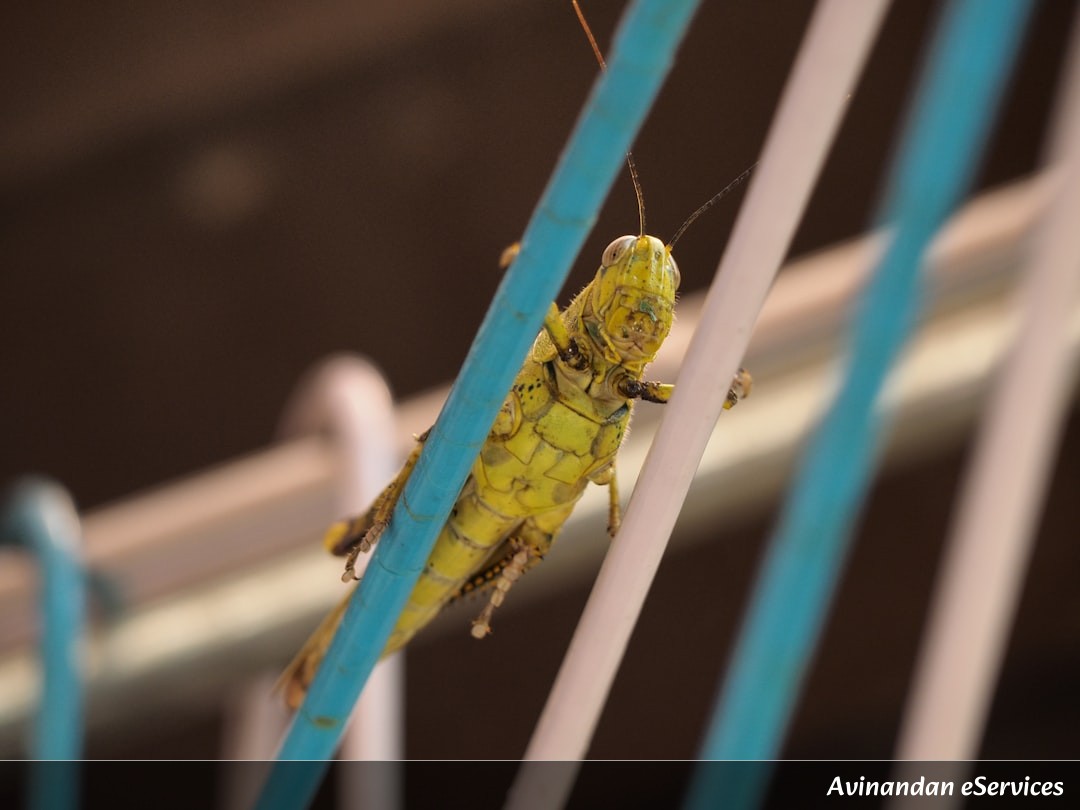 How Do Geckos Walk on the Ceiling?: Aarav and Isha Uncover the Secret