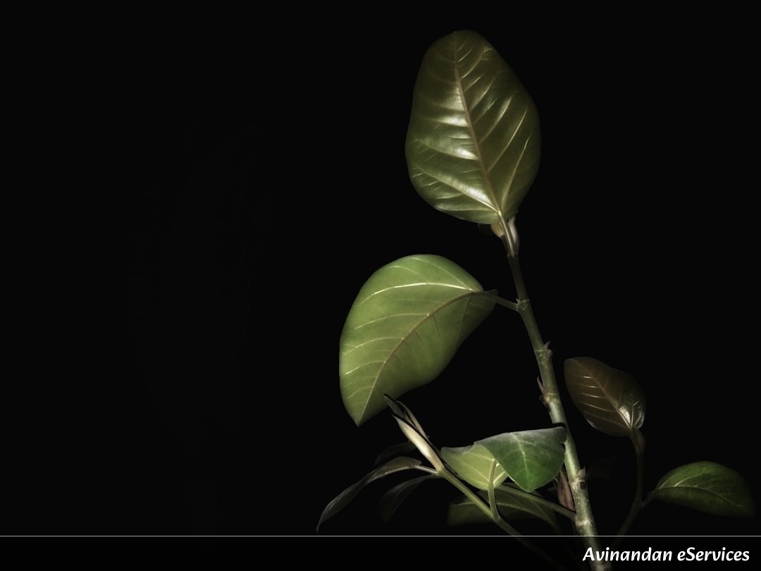 How Can a Plant Count Without a Brain?: Kabir and Isha Investigate