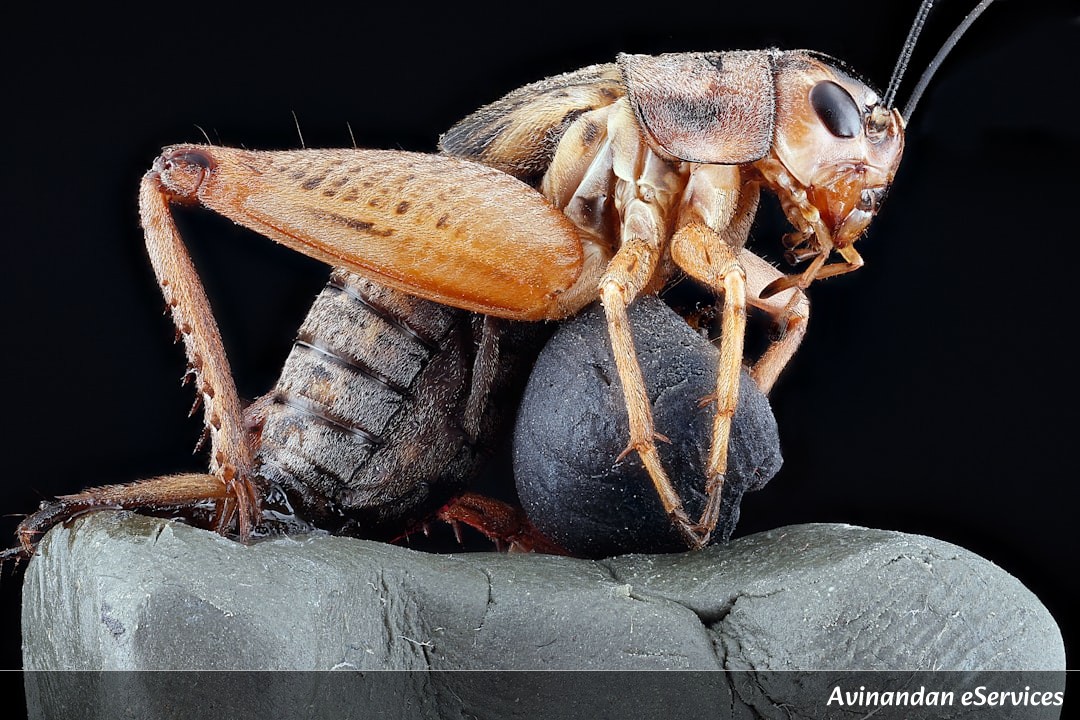 Can an Insect Have Gears?: Aarav and Saanvi Discover Nature's Tiniest Machine!