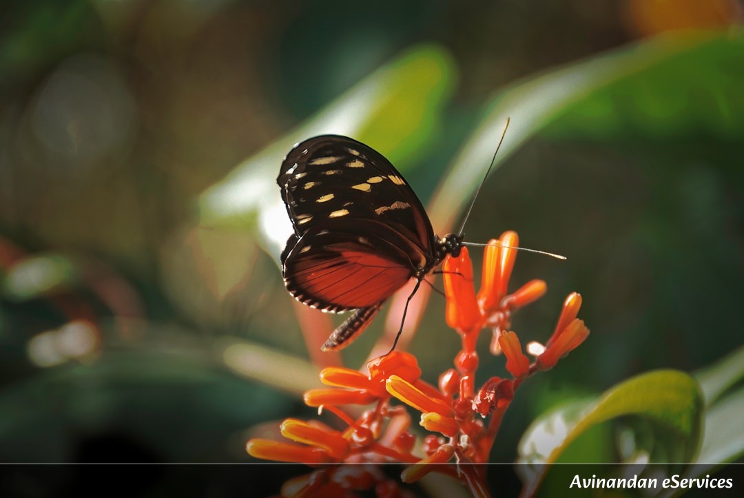 NCERT Explained: Class XII Biology, Chapter 15 - Biodiversity and its Conservation: Our Planet's Living Treasure