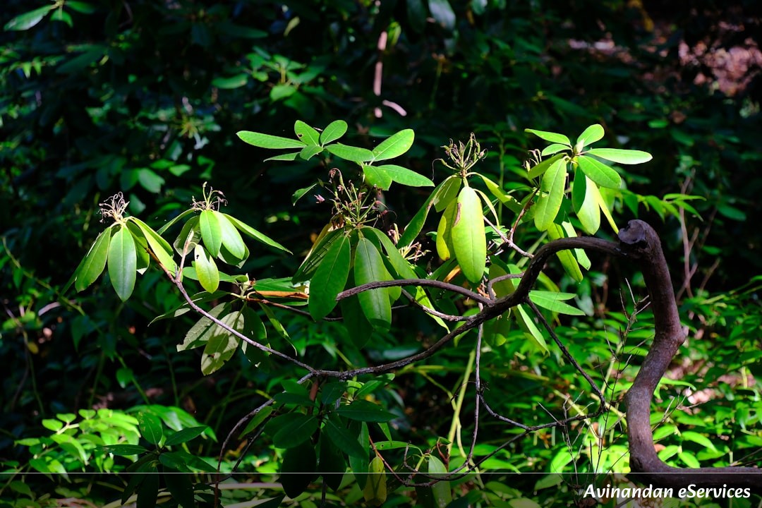 NCERT বিস্তারিত ব্যাখ্যা: দ্বাদশ শ্রেণি জীববিজ্ঞান, অধ্যায় ৫ – বংশগতি এবং প্রকরণের সূত্র