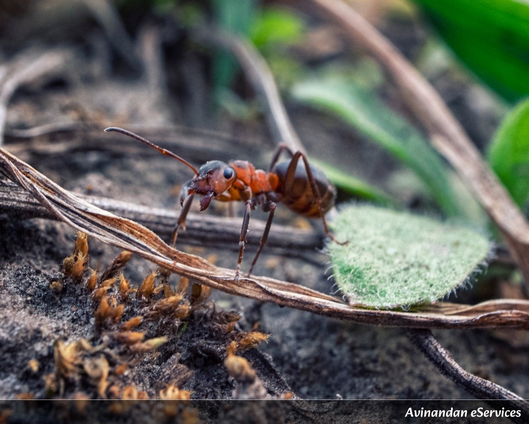 How Do Desert Ants Count Their Steps?: A Science Chat with Rohan and Saanvi
