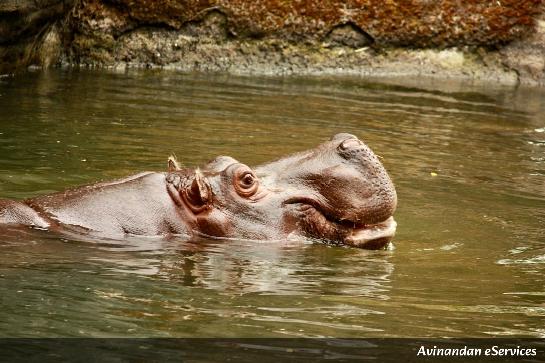 How Do Hippos Make Their Own Sunscreen?: Samir and Mira Get the Scoop!