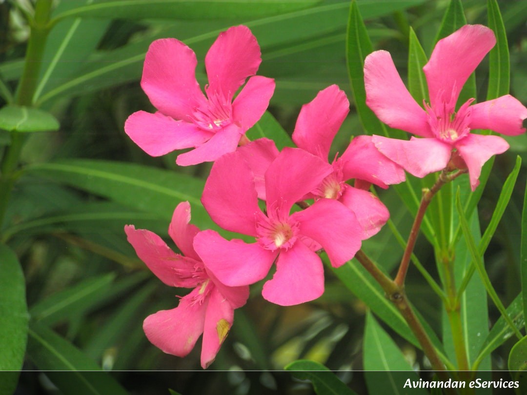 NCERT Explained: Class XII Biology, Chapter 2 - Sexual Reproduction in Flowering Plants