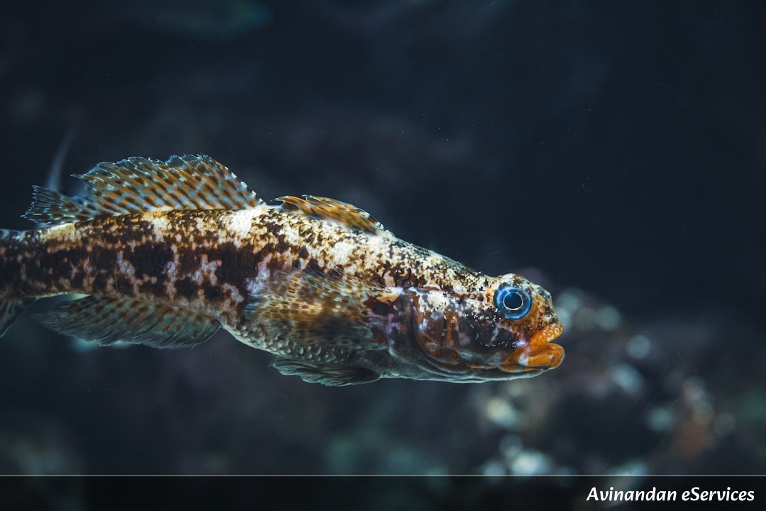 How Can a Cuttlefish Become an Underwater TV Screen?: A Science Chat with Kabir and Saanvi