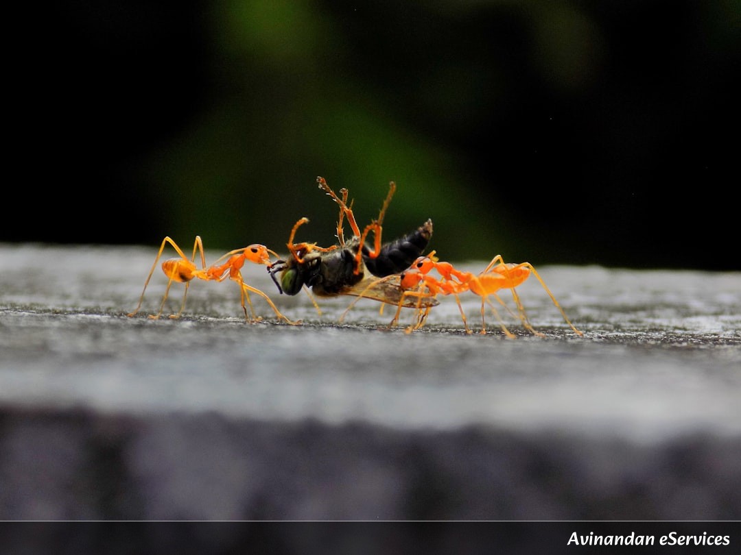 How Can a Fungus Create a Zombie Ant?: Aarav and Priya Investigate!