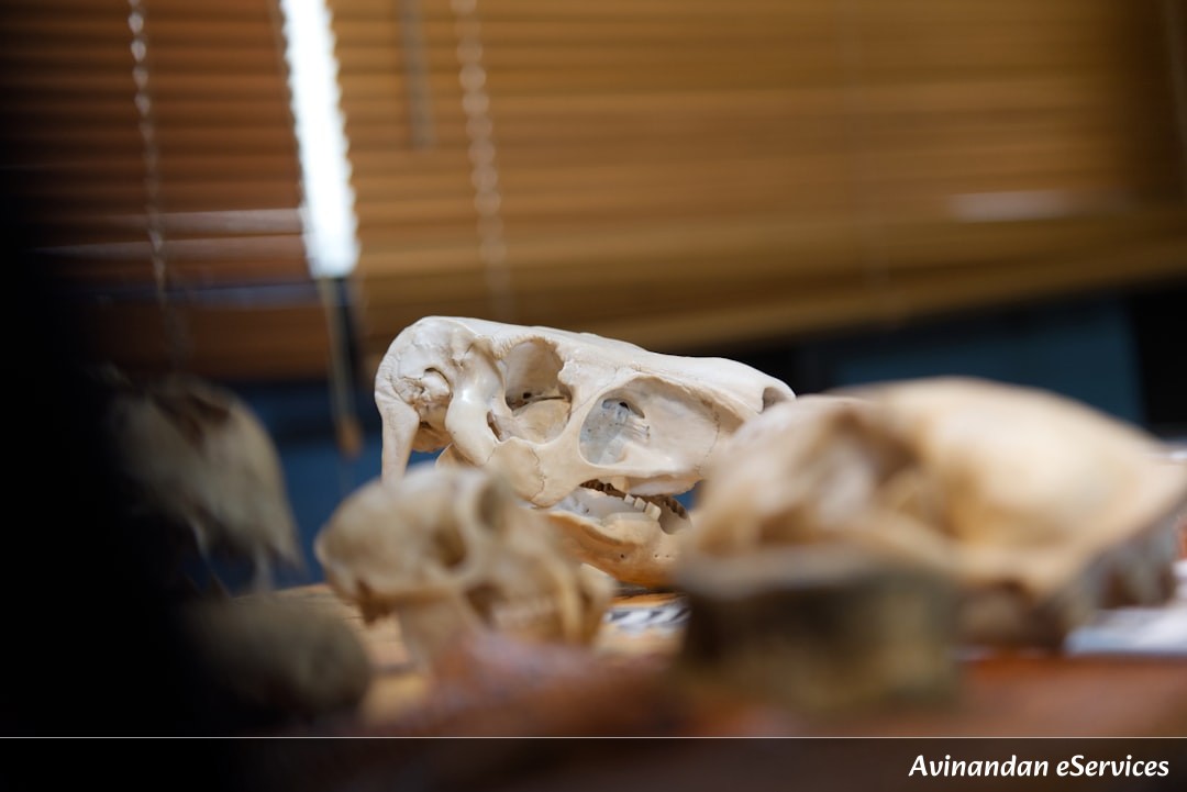 How Can a Photograph Show Your Bones?: Arjun and Ananya Discover X-rays