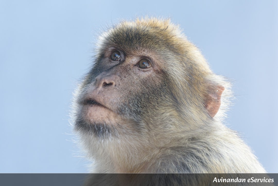 How Can an Animal Regrow Its Own Brain?: A Science Chat with Kabir and Mira