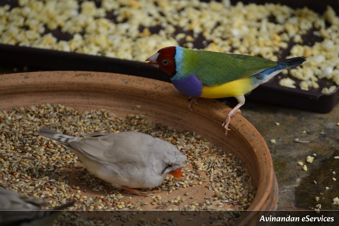 How Can Birds Sleep With One Eye Open?: Rohan and Isha Investigate!