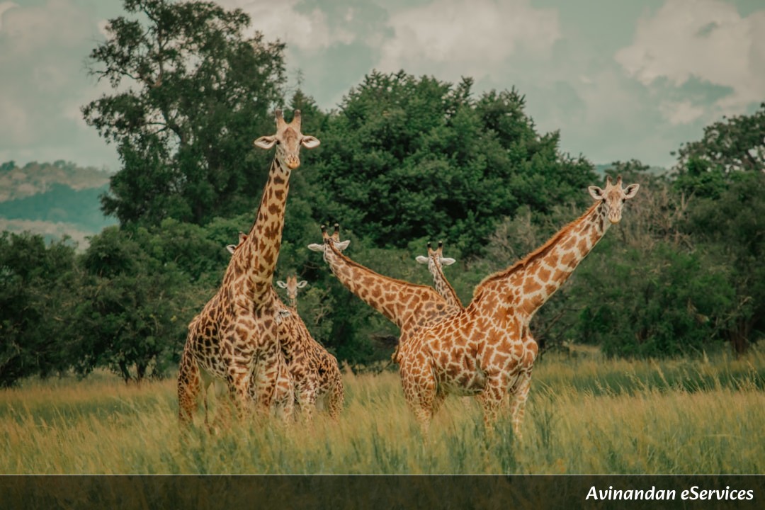 How Can a Giraffe Drink Water Without Fainting?: A Science Chat with Aarav and Priya