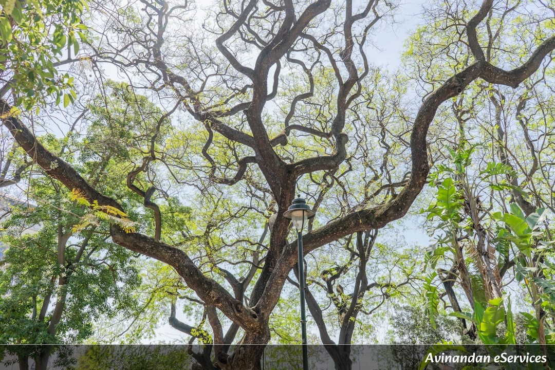 Why Do Some Trees Refuse to Touch?: Aarav and Ananya Discover Crown Shyness