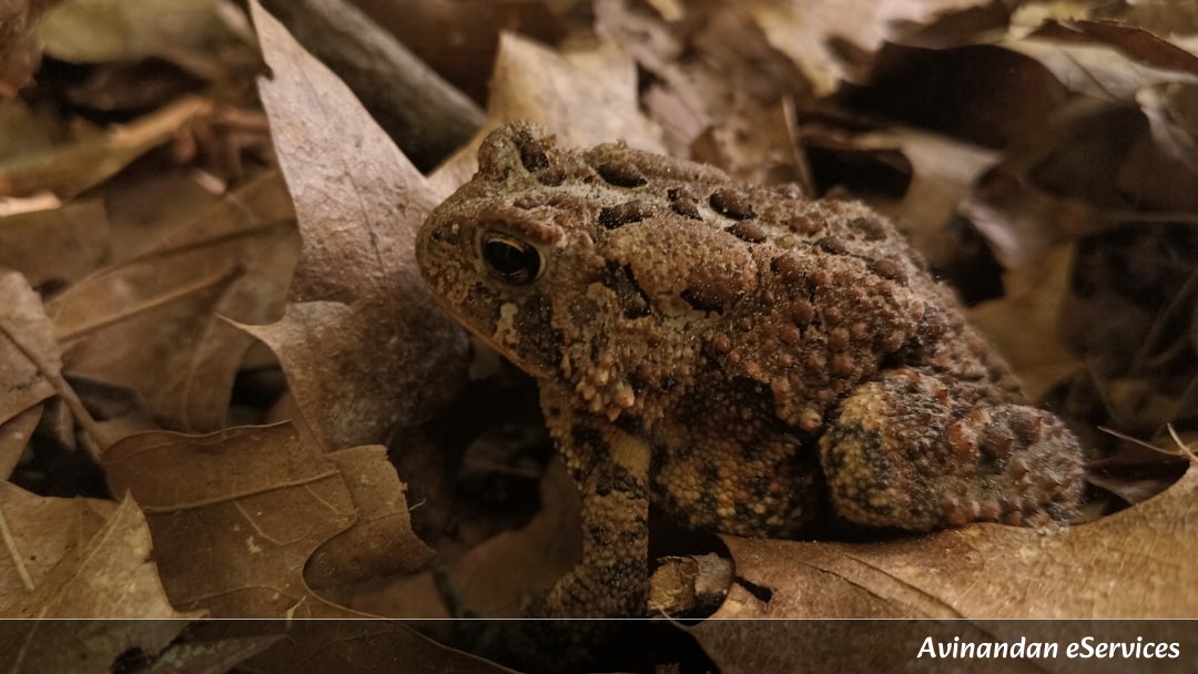 Can a Frog Walk Through Walls?: Vikram and Saanvi Explore Osmosis!