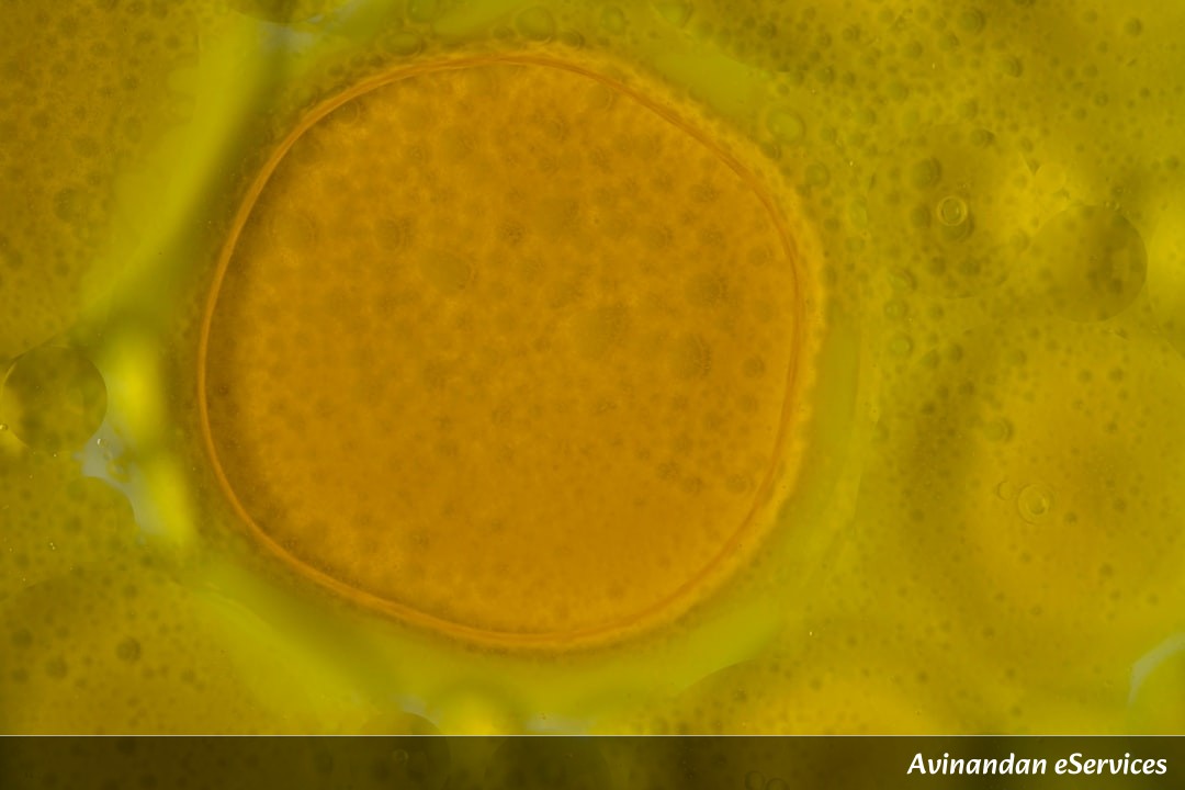NCERT Explained: Class XII Biology, Chapter 1 - Reproduction in Organisms