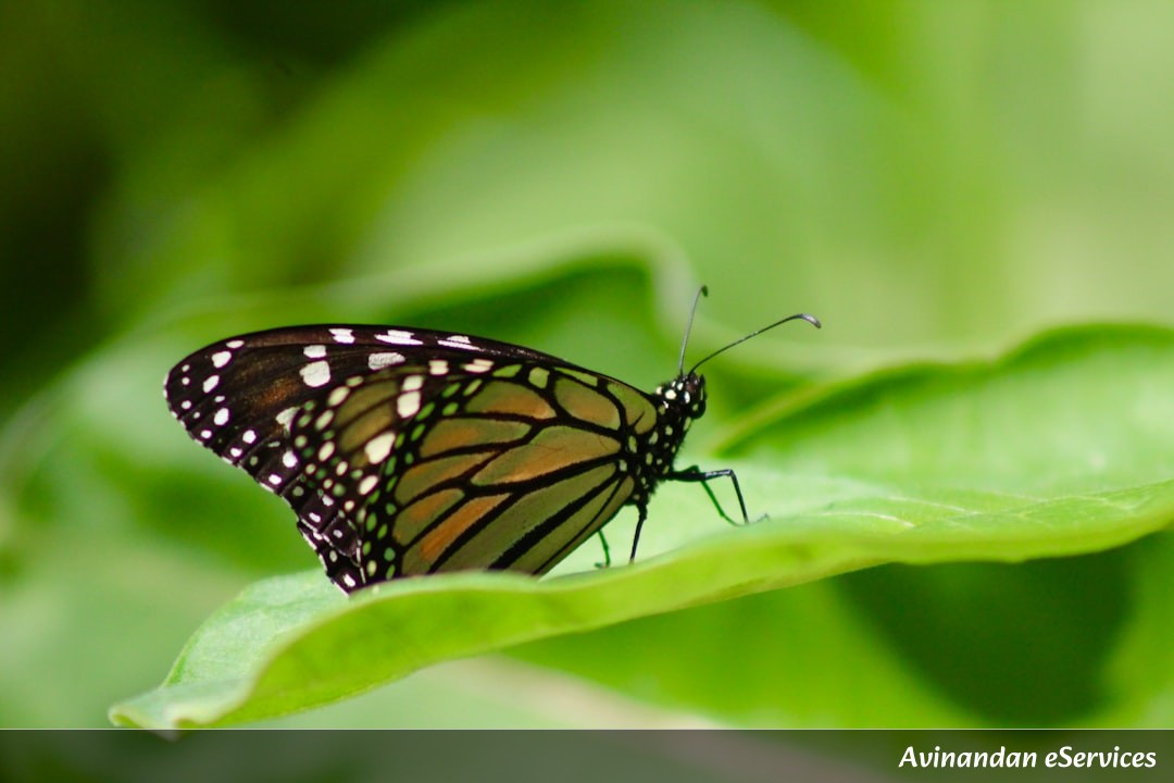 Can Butterflies Really Drink Turtle Tears?: Vikram and Isha Investigate!