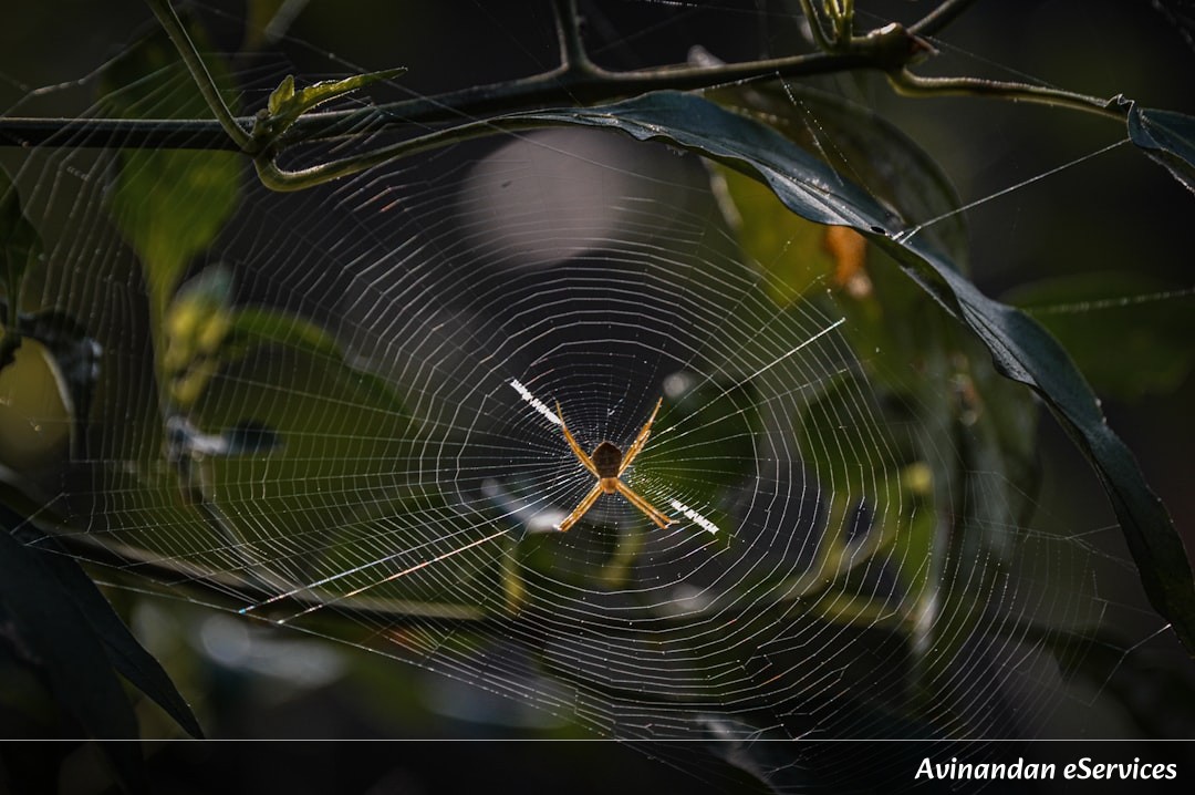Can a Spider's Web Actually Conduct Electricity?: A Science Chat with Samir and Saanvi