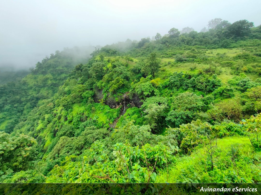 NCERT Explained: Class XI Geography, Chapter 5 - Natural Vegetation: India's Green Cover