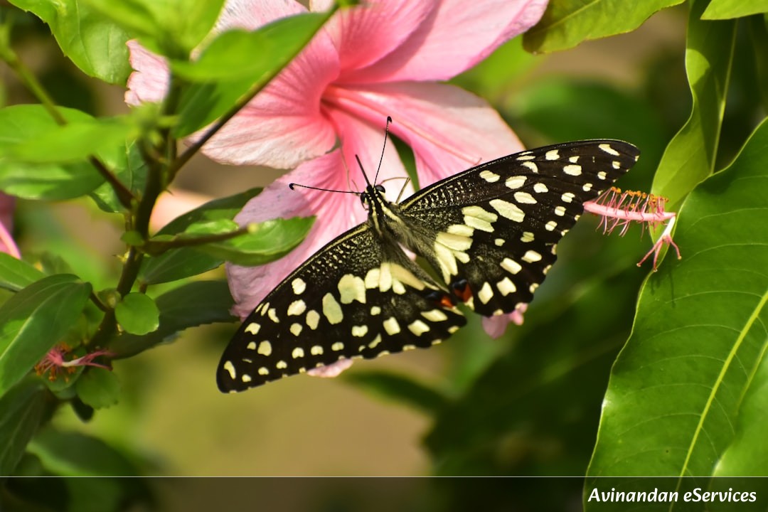 NCERT ব্যাখ্যা: দ্বাদশ শ্রেণি জীববিজ্ঞান, অধ্যায় ১ – জীবজগৎ: জীবনের বৈচিত্র্য ও শ্রেণিবিন্যাস