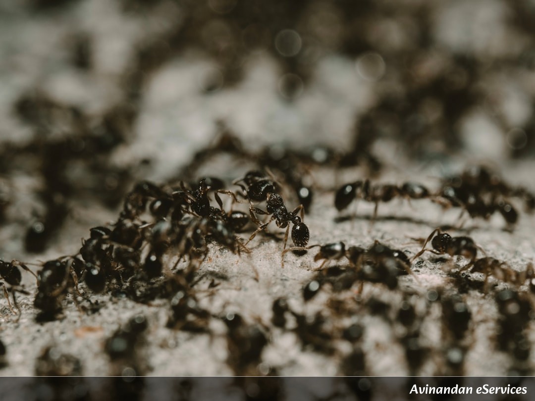 Can Ants Actually Taste with Their Feet?: Rohan and Isha Explore!