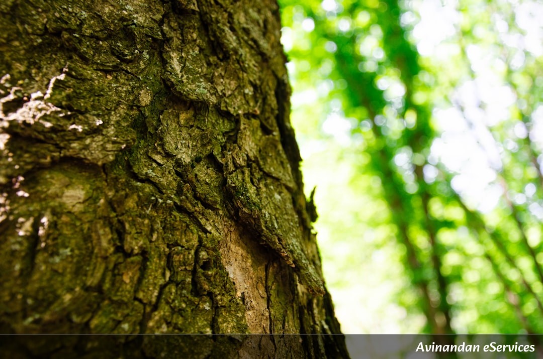 Can Trees Actually 'Hear' Their Predators?: A Science Chat with Arjun and Saanvi