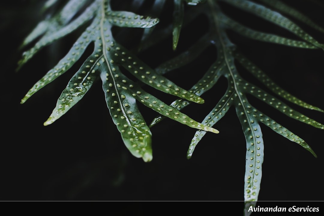 NCERT Explained: Class XI Biology, Chapter 13 - Photosynthesis in Higher Plants