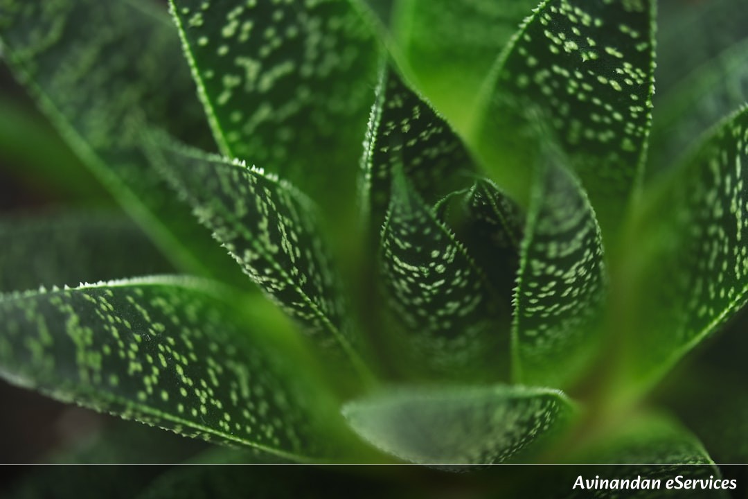 NCERT Explained: Class VII Science, Chapter 12 - Reproduction in Plants: How Plants Make More Plants
