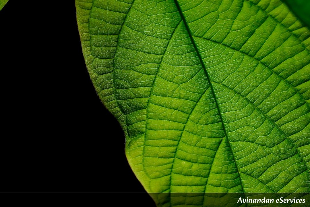 Can Plants Make Their Own Glue?: A Science Chat with Aarav and Ananya
