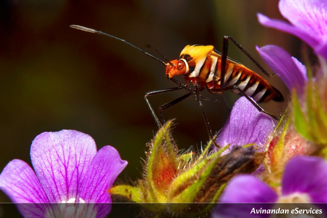 Why Do Some Insects Use Math to Hide?: A Science Chat with Kabir and Ananya