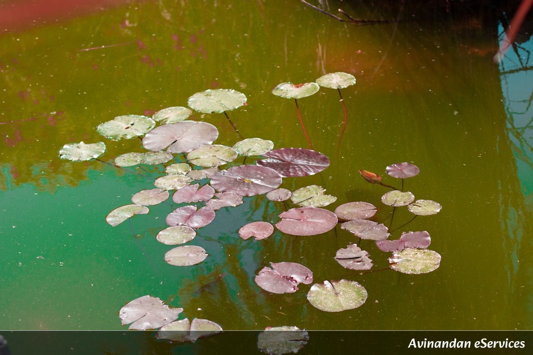 Why Are Some Lakes Bright Pink?: A Science Chat with Arjun and Ananya