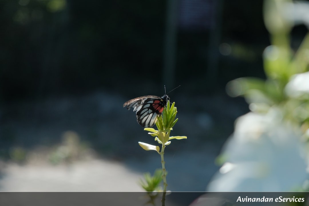 Master the Plant Kingdom (Botany) for RRB NTPC, Group D & Technician: The Ultimate Biology Guide
