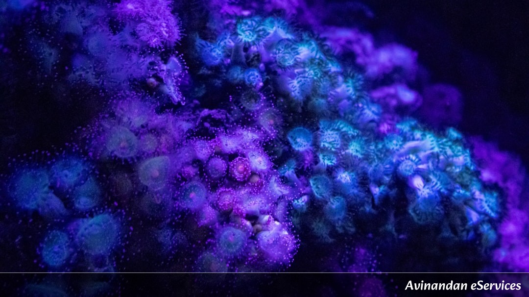How Can a Blob Without a Brain Solve a Maze?: A Science Chat with Kabir and Mira