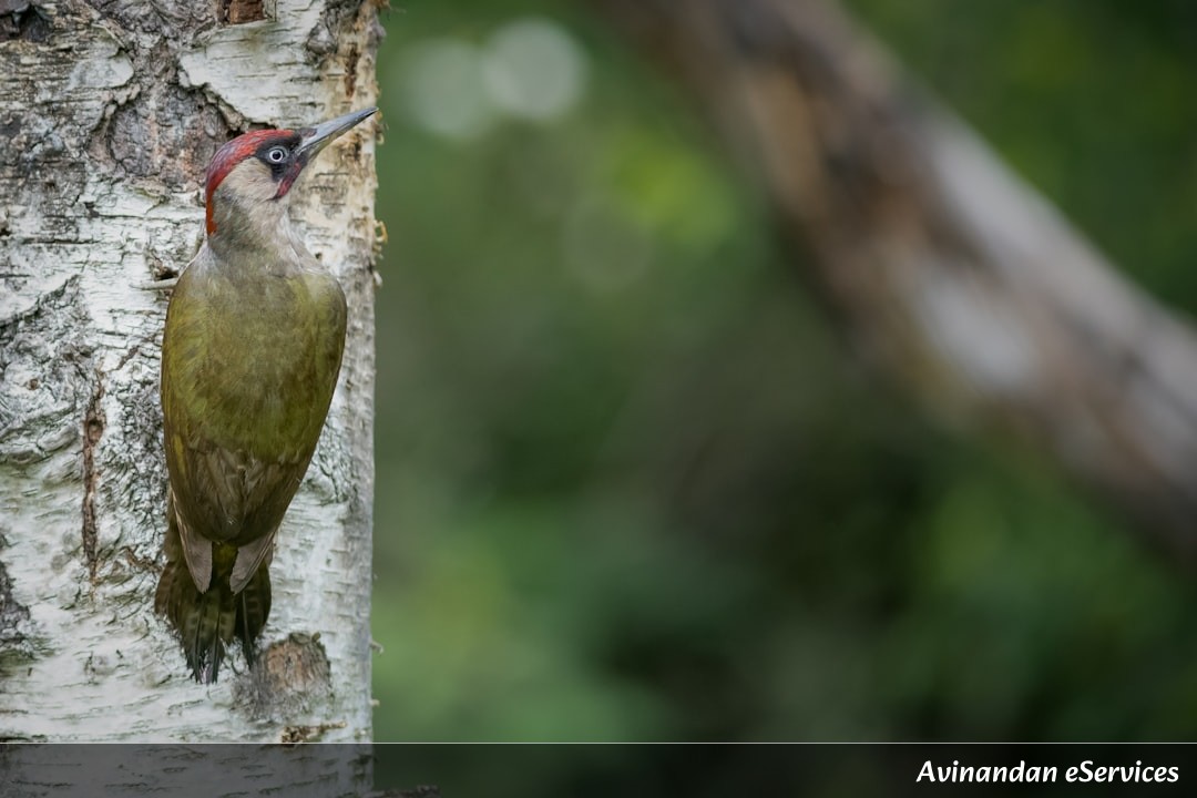 How Does a Woodpecker Avoid a Headache?: A Science Chat with Aarav and Isha