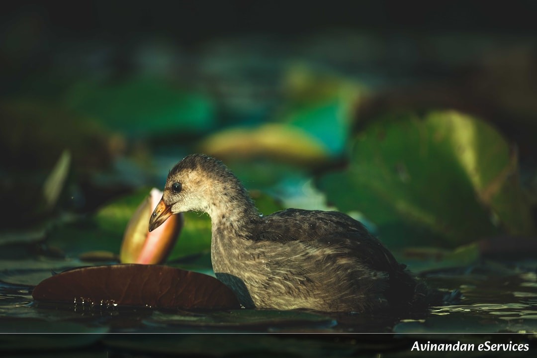 How Can a Bird Digest Food Like a Cow?: A Science Chat with Vikram and Isha