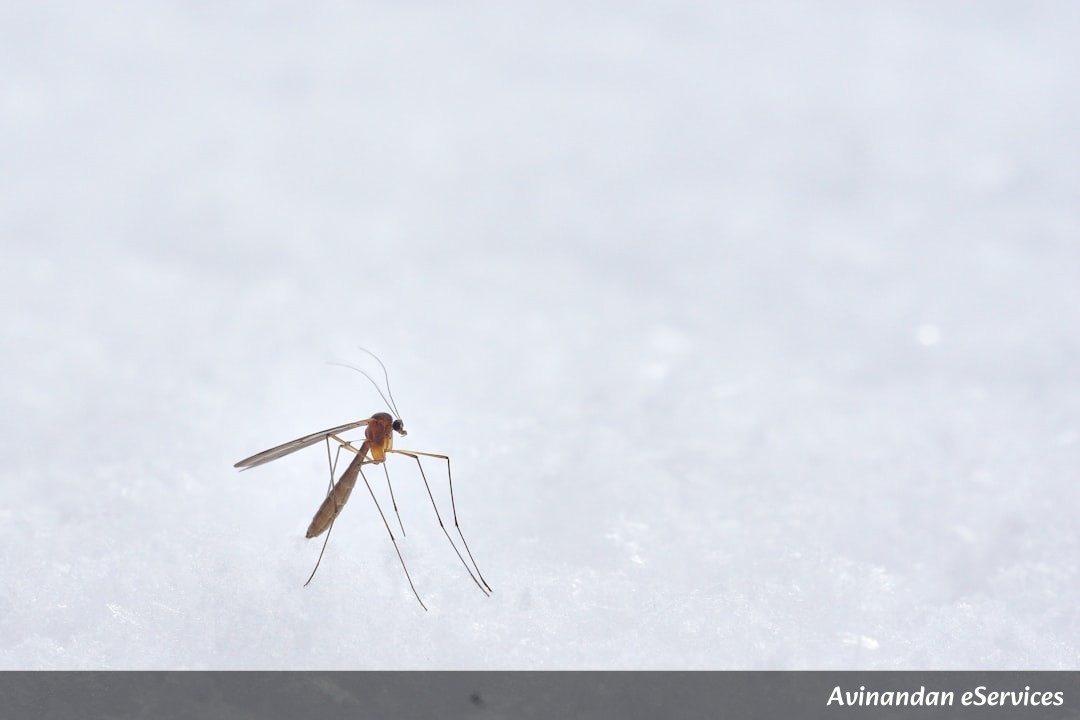 Can a Cricket Tell the Temperature?: A Science Chat with Rohan and Isha