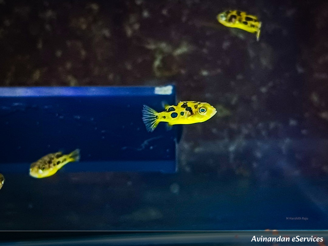 How Can a Tiny Fish Draw Masterpieces on the Sea Floor?: Vikram and Isha Find Out!