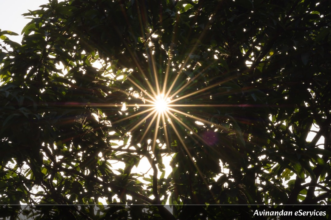 Can an Animal Be Solar Powered?: A Science Chat with Vikram and Isha