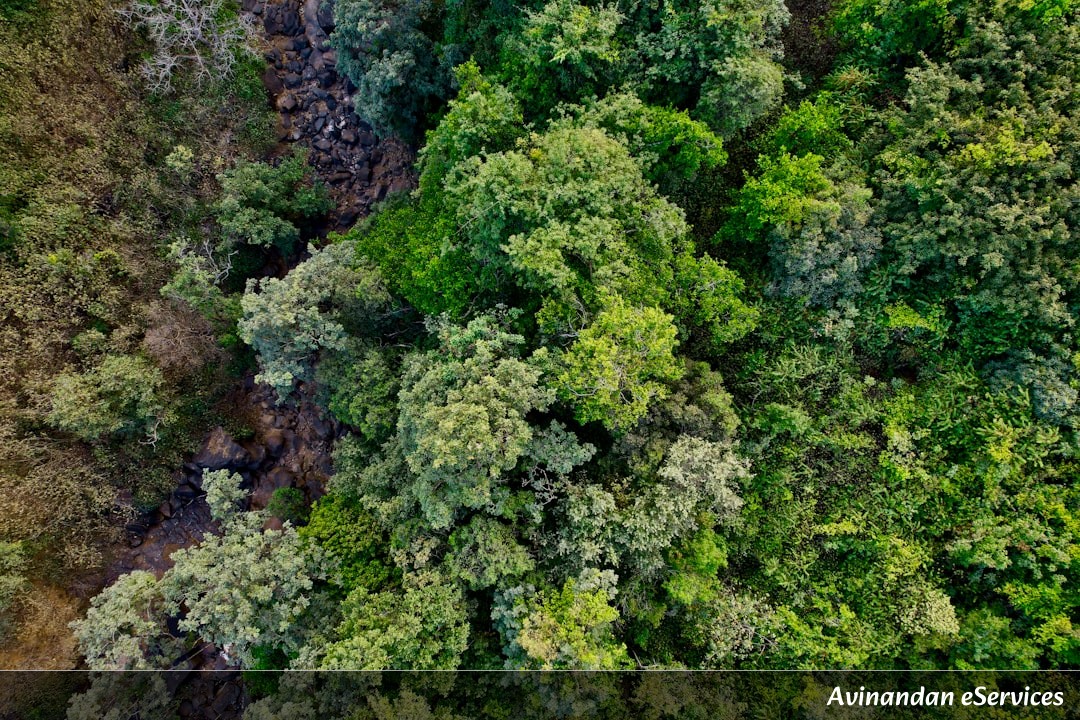 How Can a Whole Forest Be Just One Single Tree?: A Science Chat with Kabir and Isha