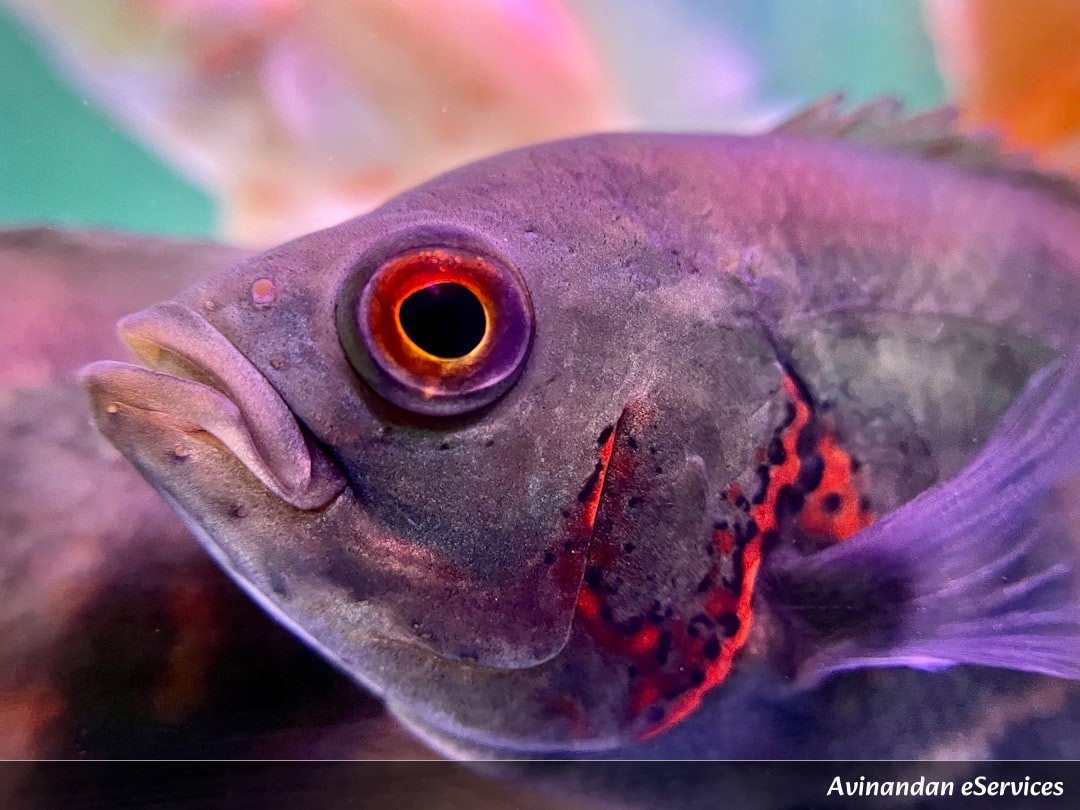 How Can a Fish Have See-Through Blood?: A Science Chat with Arjun and Mira