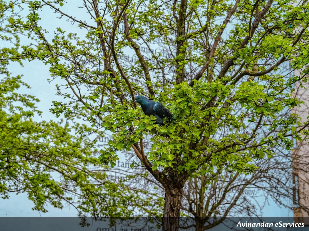 How Can a Fish Live in a Tree?: A Science Chat with Vikram and Isha