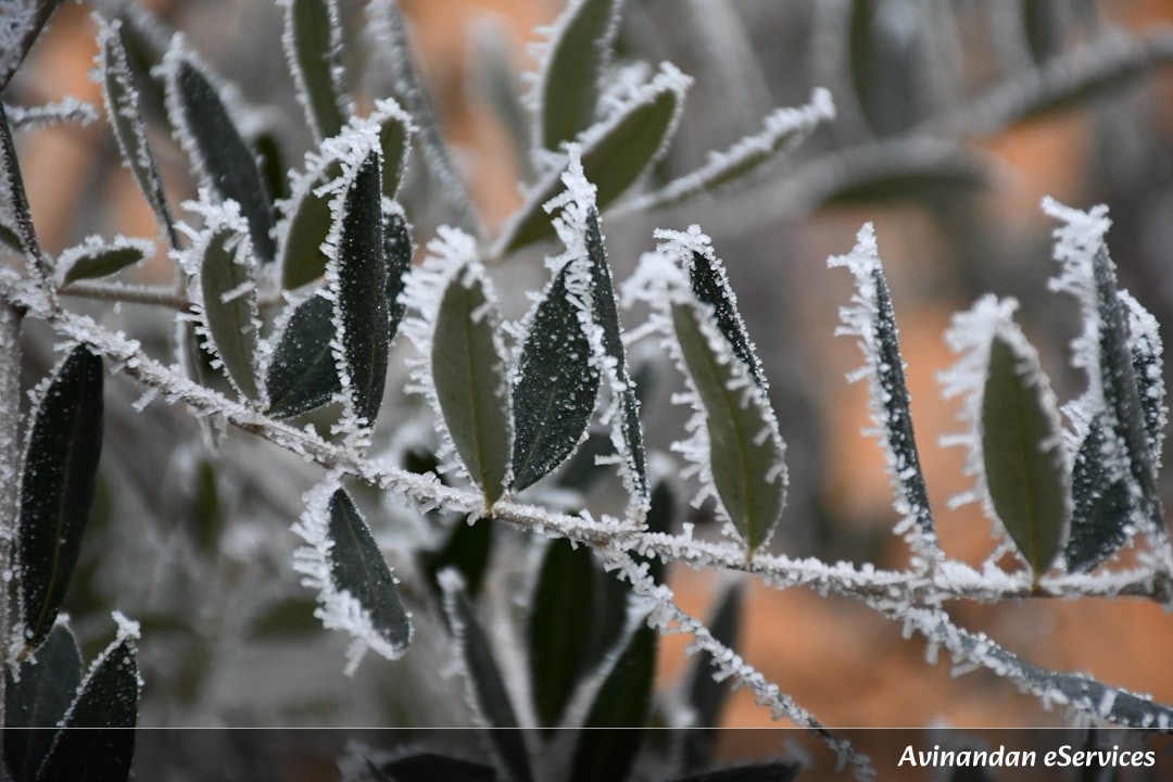 How Can a Plant Melt Snow to Stay Warm?: Vikram and Priya Explore!