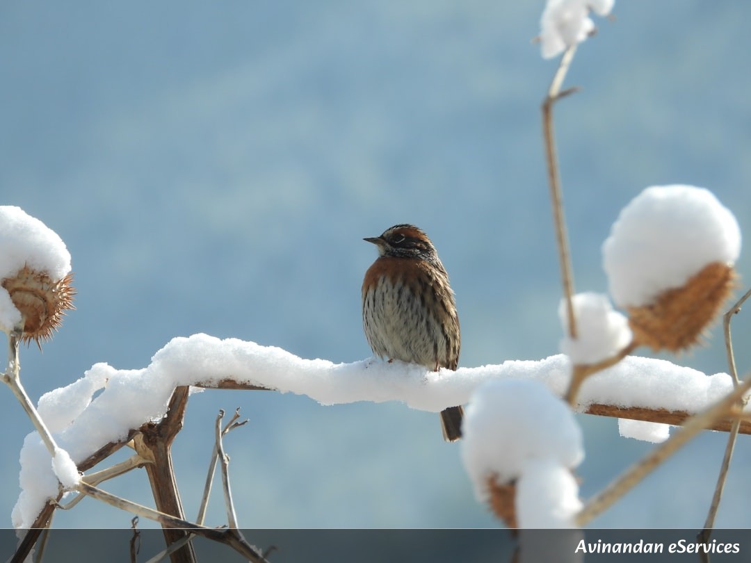 How Can a Bird Sleep the Whole Winter Away?: A Science Chat with Rohan and Ananya