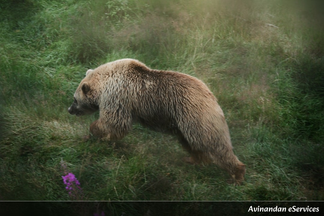 How Can a Tiny 'Water Bear' Survive in Outer Space?: Vikram and Priya Explore the Toughest Animal on Earth!